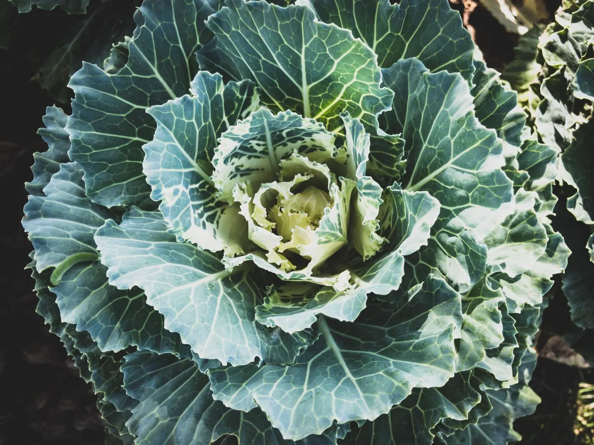 How to Grow Sea Kale in a British Island Garden
