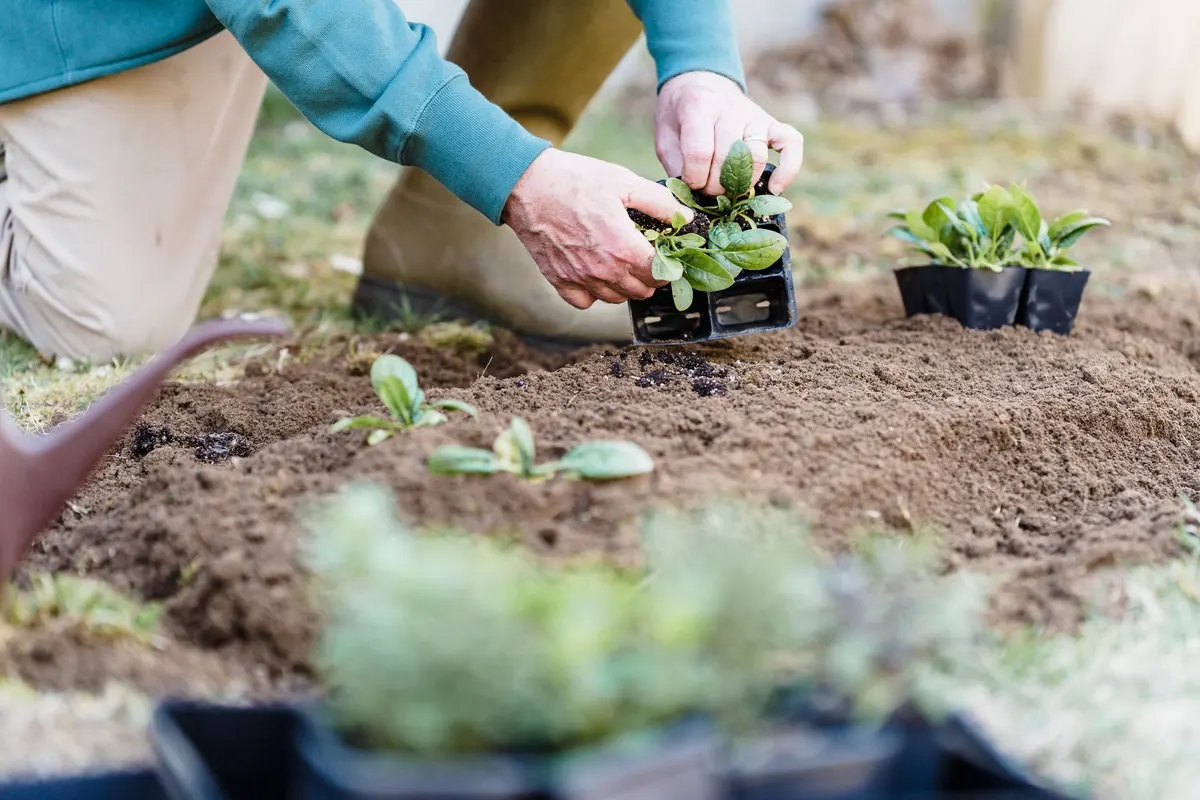 Island Gardening for Beginners: Your First Year on a Coastal Plot